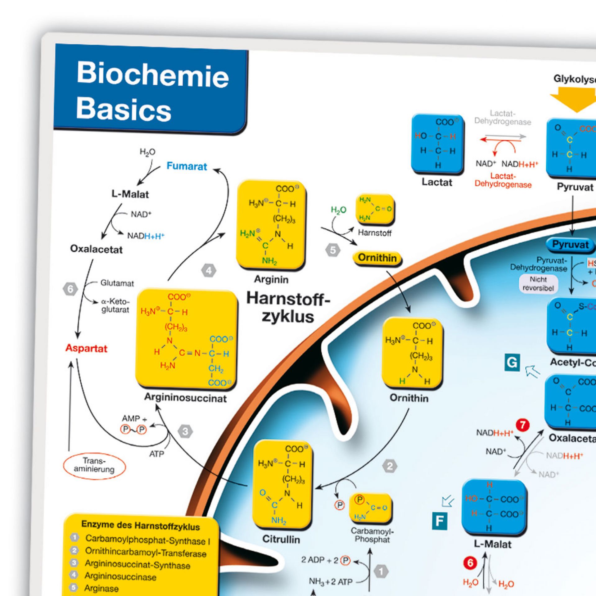 Biochemie Basics Lerntafel DIN A4